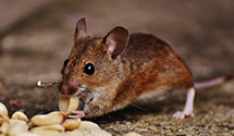 24 Hour & Emergency Exterminators in Pine Bluff, AR